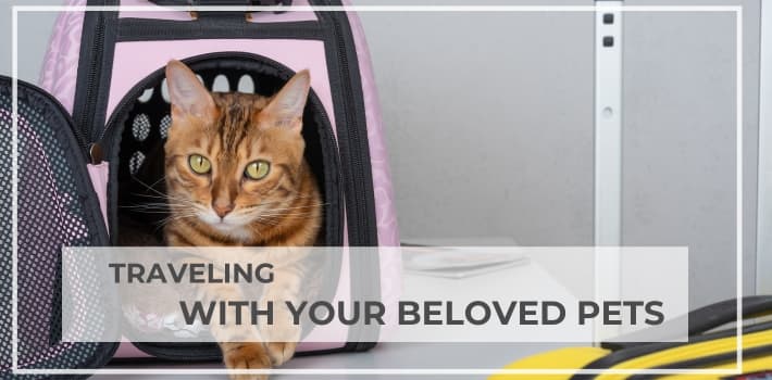 Traveling with your beloved Pets