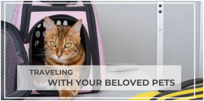 Traveling With Your Beloved Pets